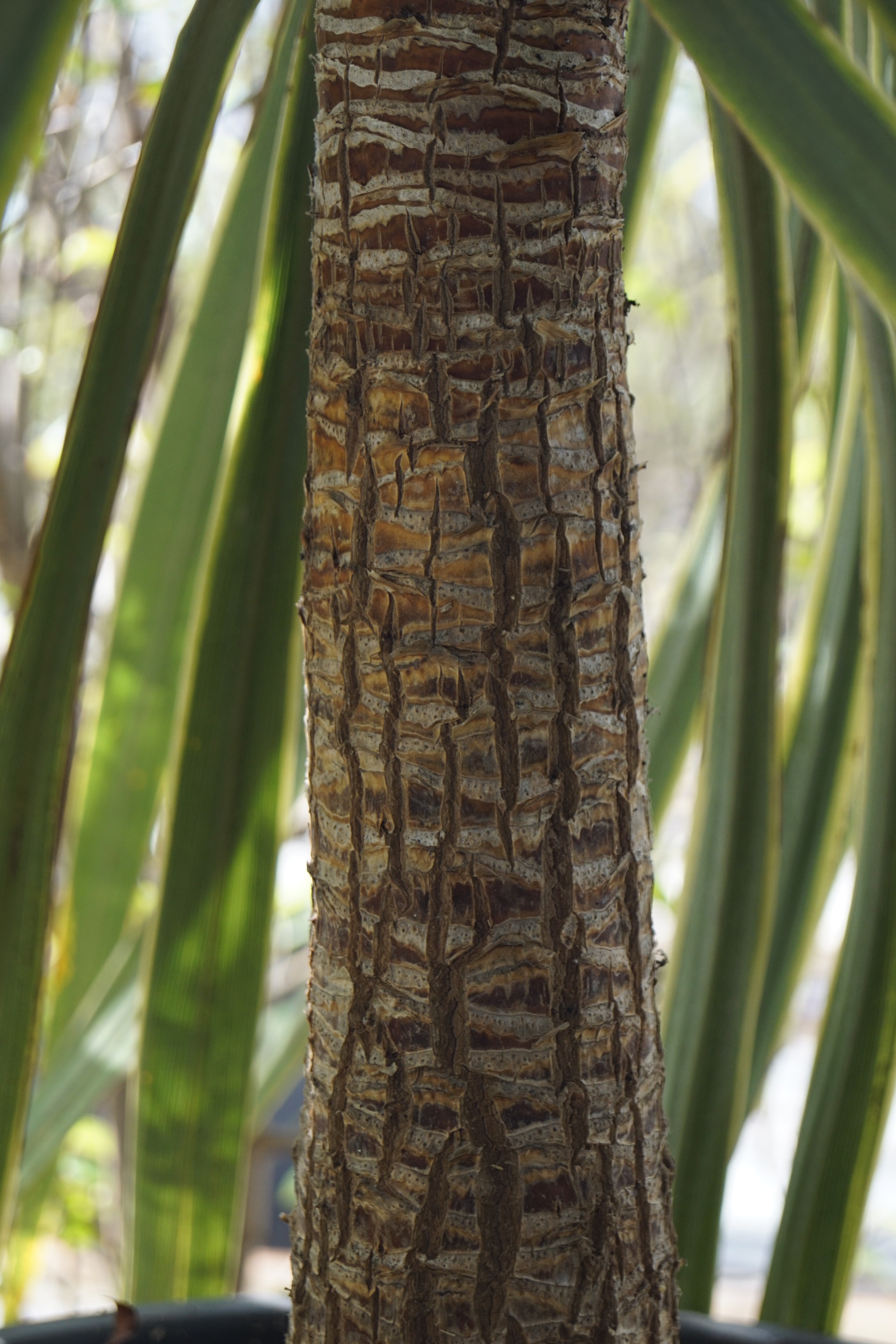 Cordyline australis 'Torbay Dazzler' (7)-1